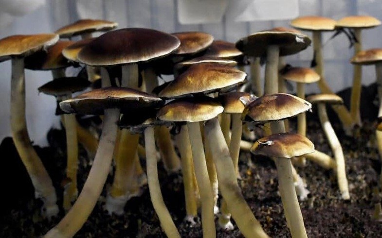 beneficios de los hongos alucinógenos