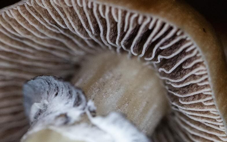 cómo cultivar esporas de hongos alucinogenos