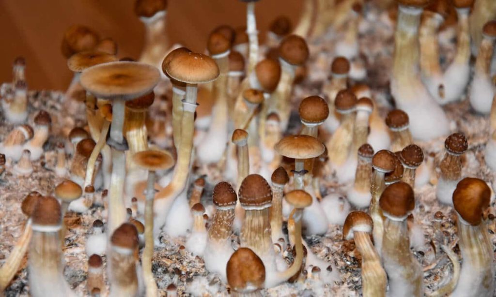 beneficios de los hongos alucinógenos