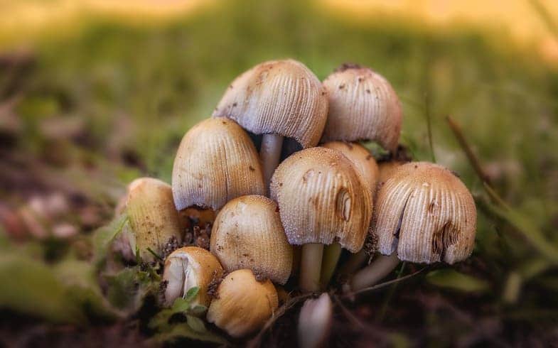 Dónde crecen los hongos alucinógenos
