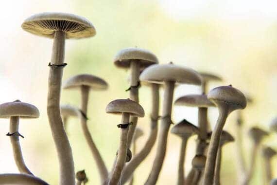 Psilocybe cubensis Psilocybe cubensis