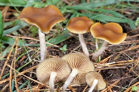 Psilocybe cyanescens setas alucinogenas vs setas normales
