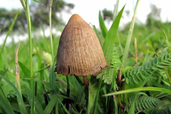 Psilocybe mexicana psilocybe mexicana