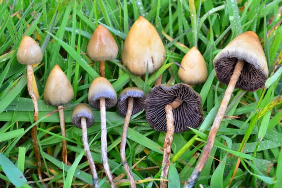 Psilocybe semilanceata setas alucinogenas vs setas normales