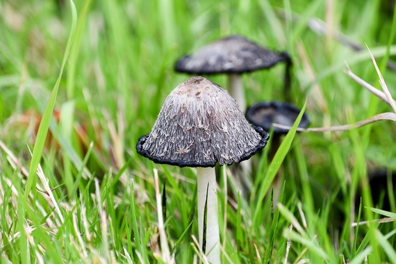 hongos venenosos