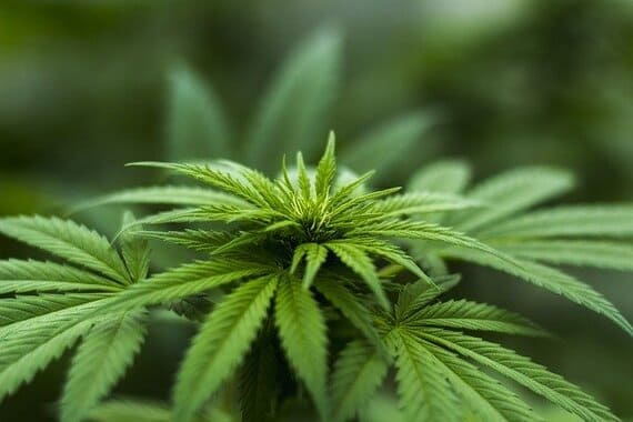 mezclar marihuana y setas magicas