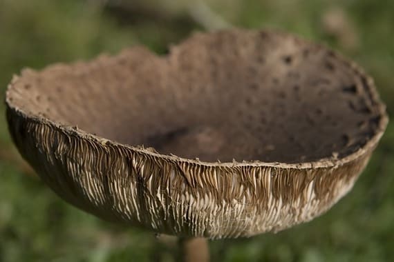 setas alucinogenas la droga mas segura