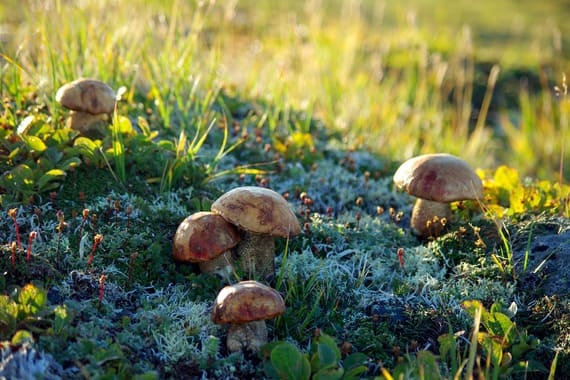 Variedades de setas mescalina y psilocibina