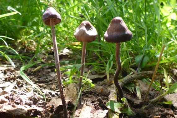 como identificar hongos alucinogenos