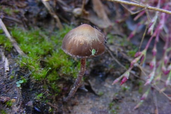 psilocybe atlantis