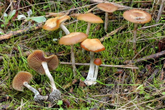 como identificar hongos alucinogenos