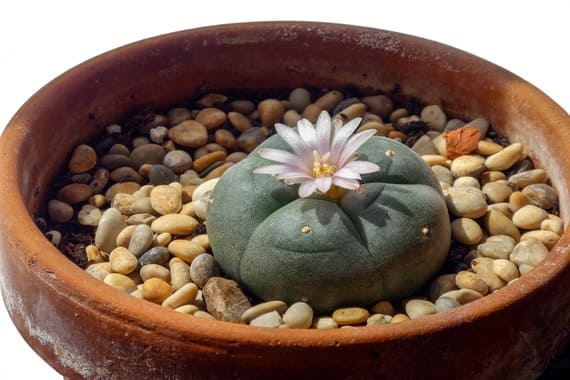 Cactus Peyote cactus peyote