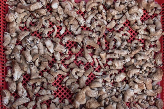 secado de hongos alucinogenos