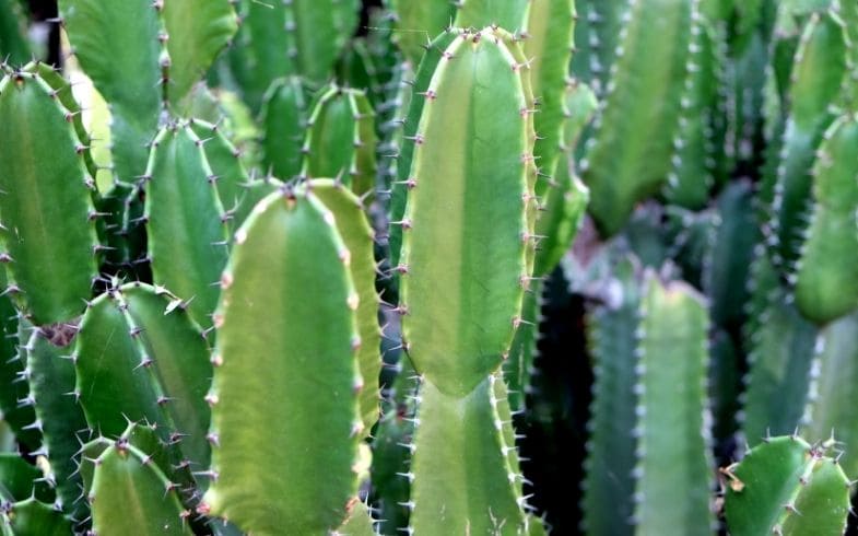 cactus san pedro