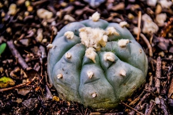 cultivo de peyote