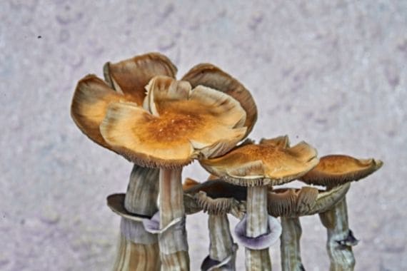 hongos que contienen psilocibina