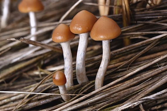 hongos que contienen psilocibina