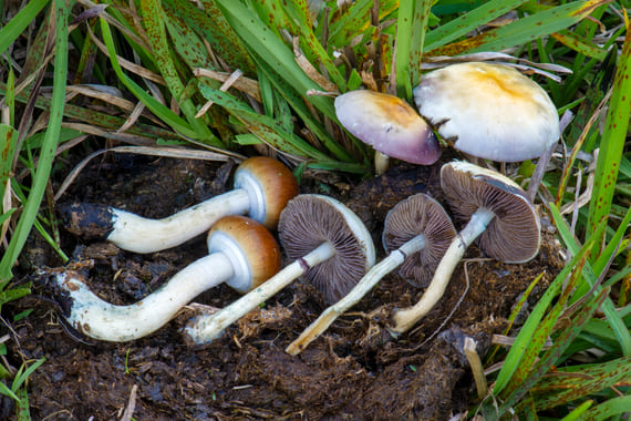 hongos que contienen psilocibina