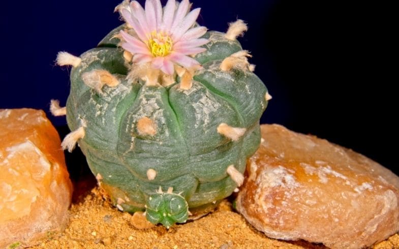 que es el peyote