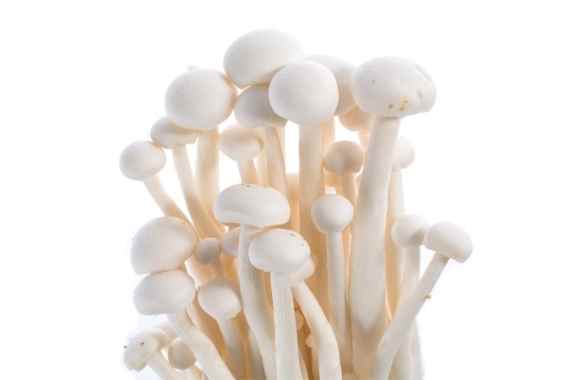 Psilocybe Cubensis Albino A+ cubensis albino