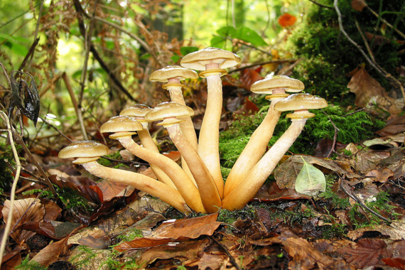 Armillaria Luteovirens setas armillaria luteovirens