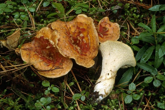 Gomphus floccosus setas gomphus floccosus