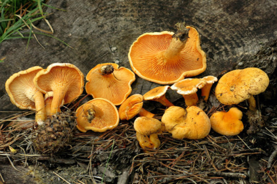 Hygrophoropsis aurantiaca tipos de setas amarillas