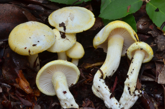 Hygrophorus chrysodon tipos de setas amarillas