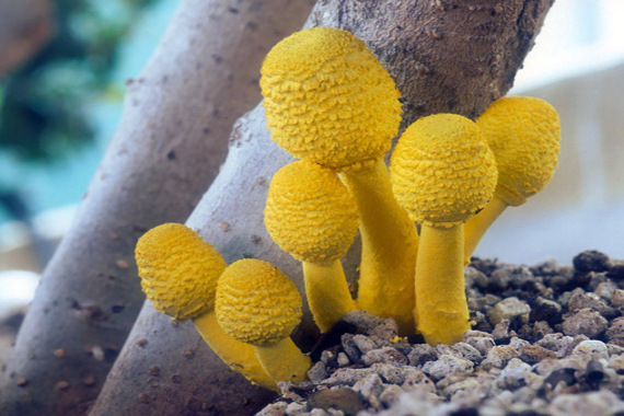 Leucocoprinus birnbaumii tipos de setas amarillas