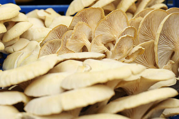 Pleurotus cornucopiae setas pleurotus cornucopiae