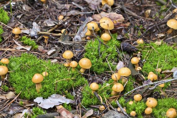 Pequeñas setas amarillas en un bosque tipos de setas amarillas