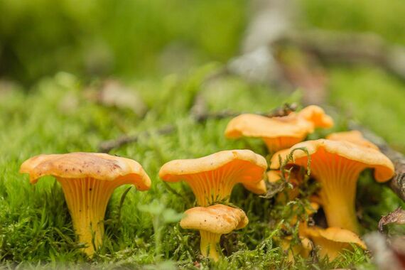 Cantharellus cibarius tipos de setas amarillas
