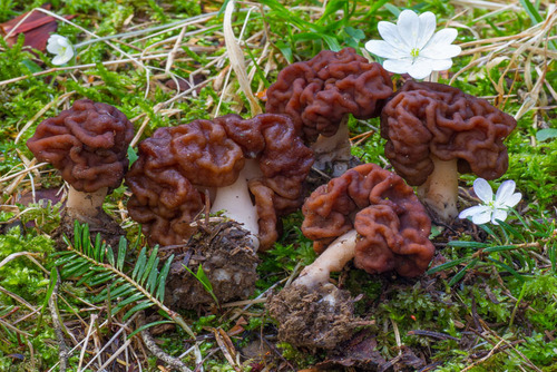 gyromitra esculenta