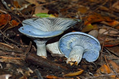 lactarius indigo
