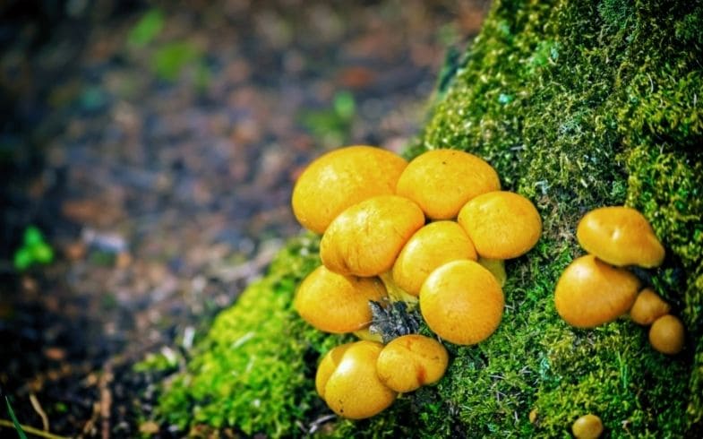 tipos de setas amarillas