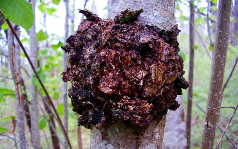 hongo chaga