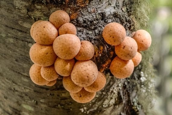 pan de indio cyttaria