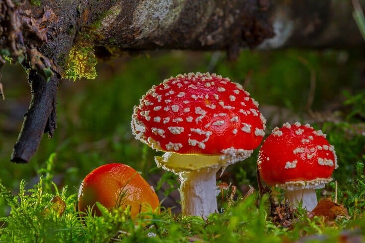 amanita muscaria