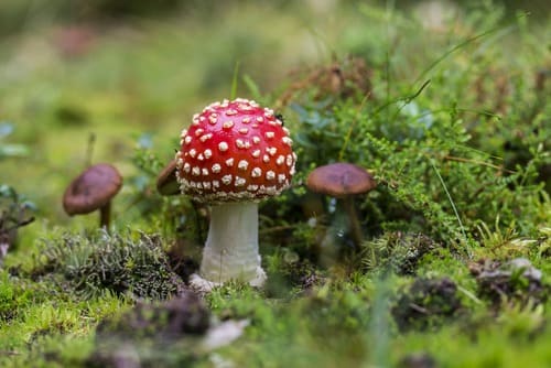 amanita muscaria