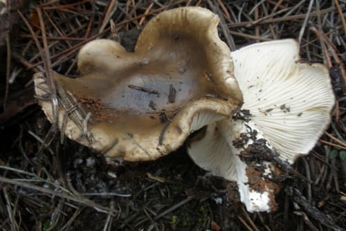 habitat de la llanega