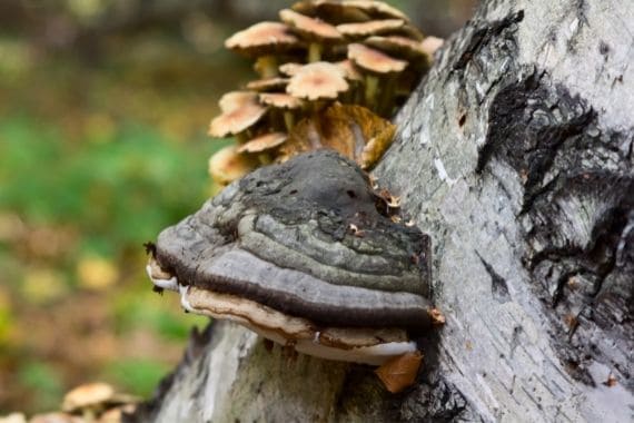 hongo chaga
