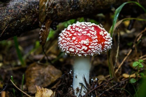 amanita muscaria