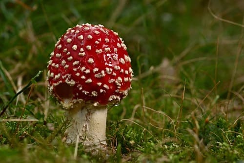 amanita muscaria