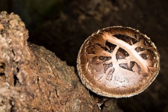 seta shiitake