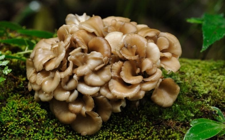 maitake propiedades