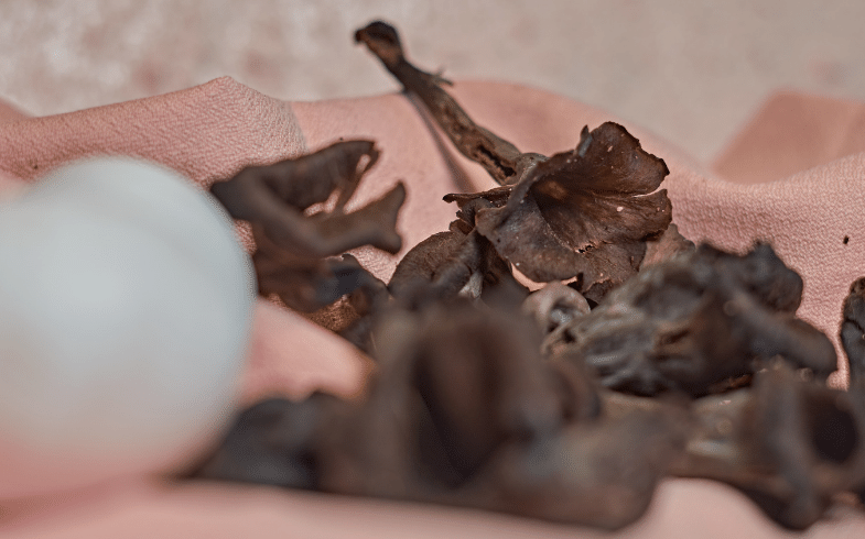 que son las setas trompeteras de los muertos