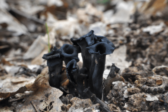 habitat seta trompetera de los muertos