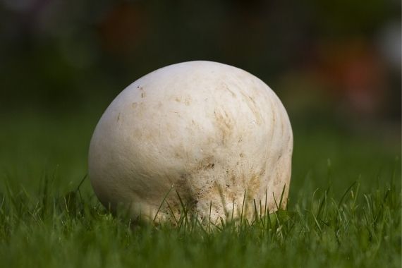 Champiñón común gigante Champiñón común gigante