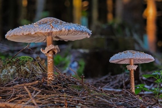 Macrolepiota Macrolepiota