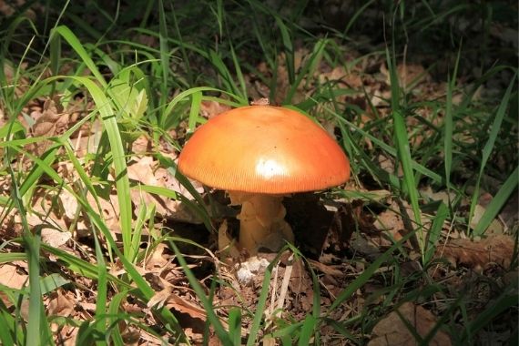 Seta de los césares Seta de los césares